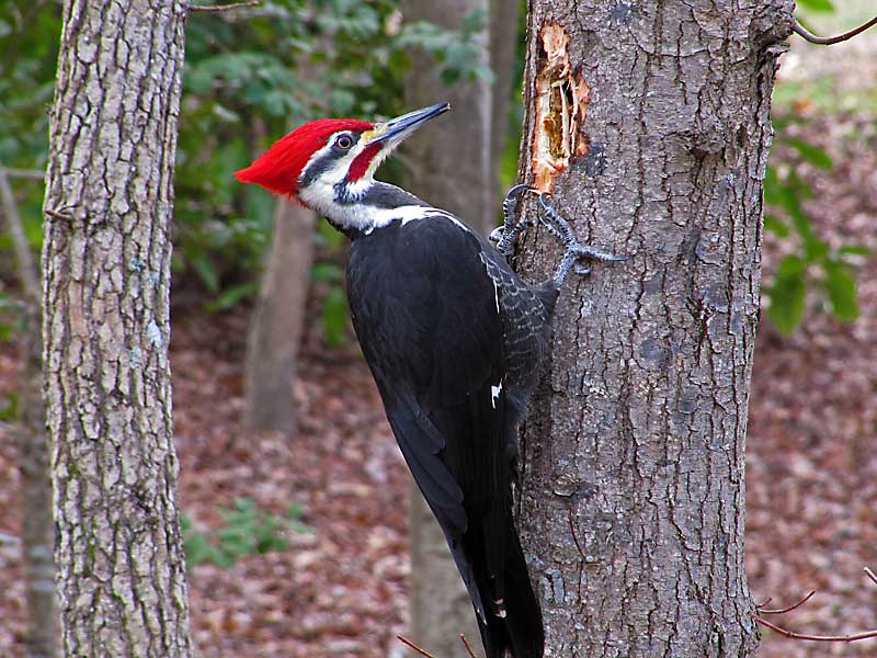 Woodpecker #25