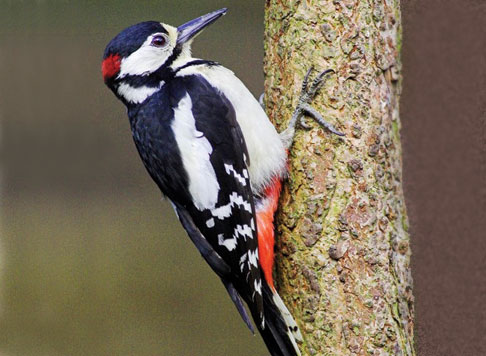 Woodpecker #20