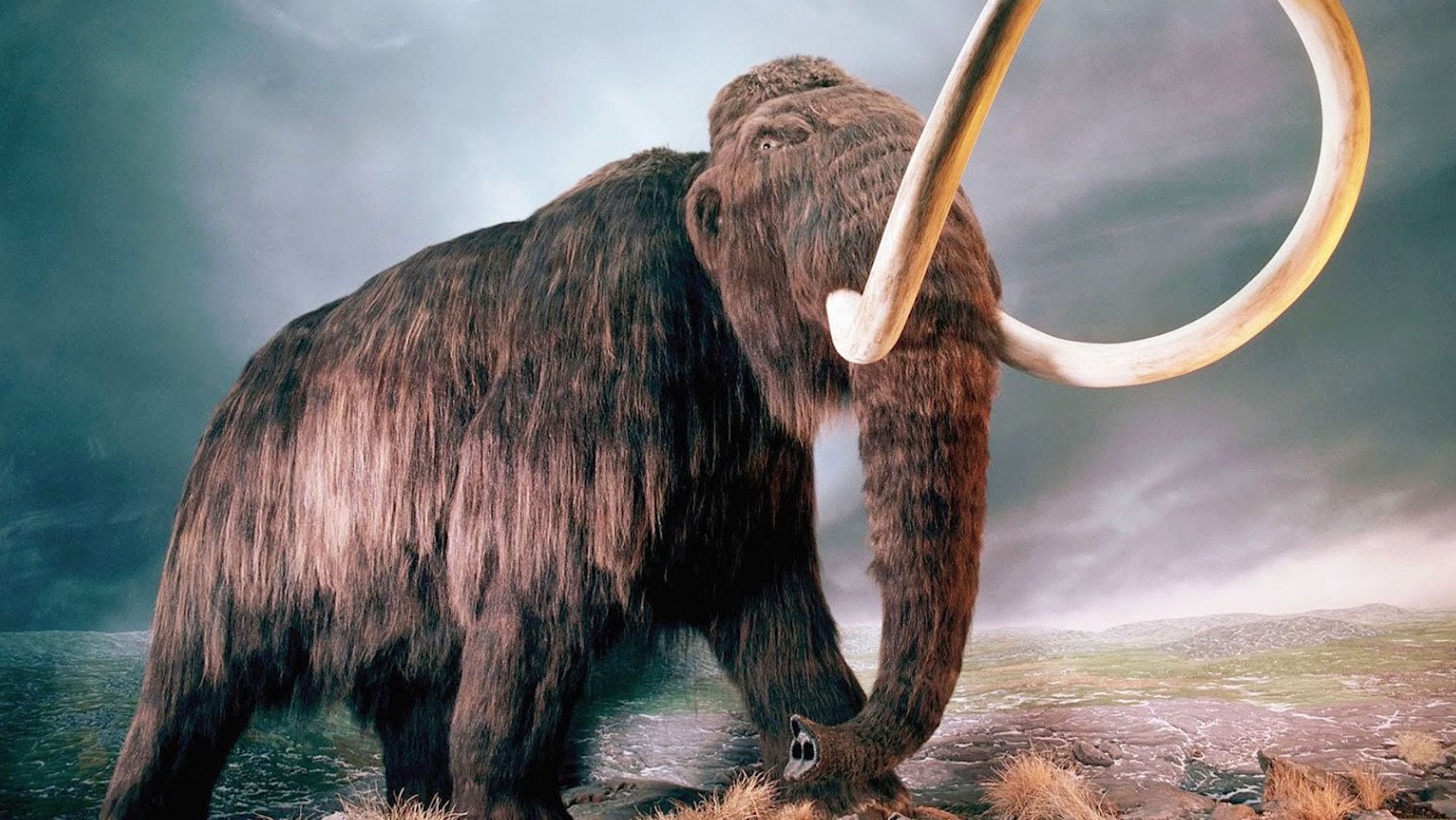 Woolly Mammoth High Quality Background on Wallpapers Vista