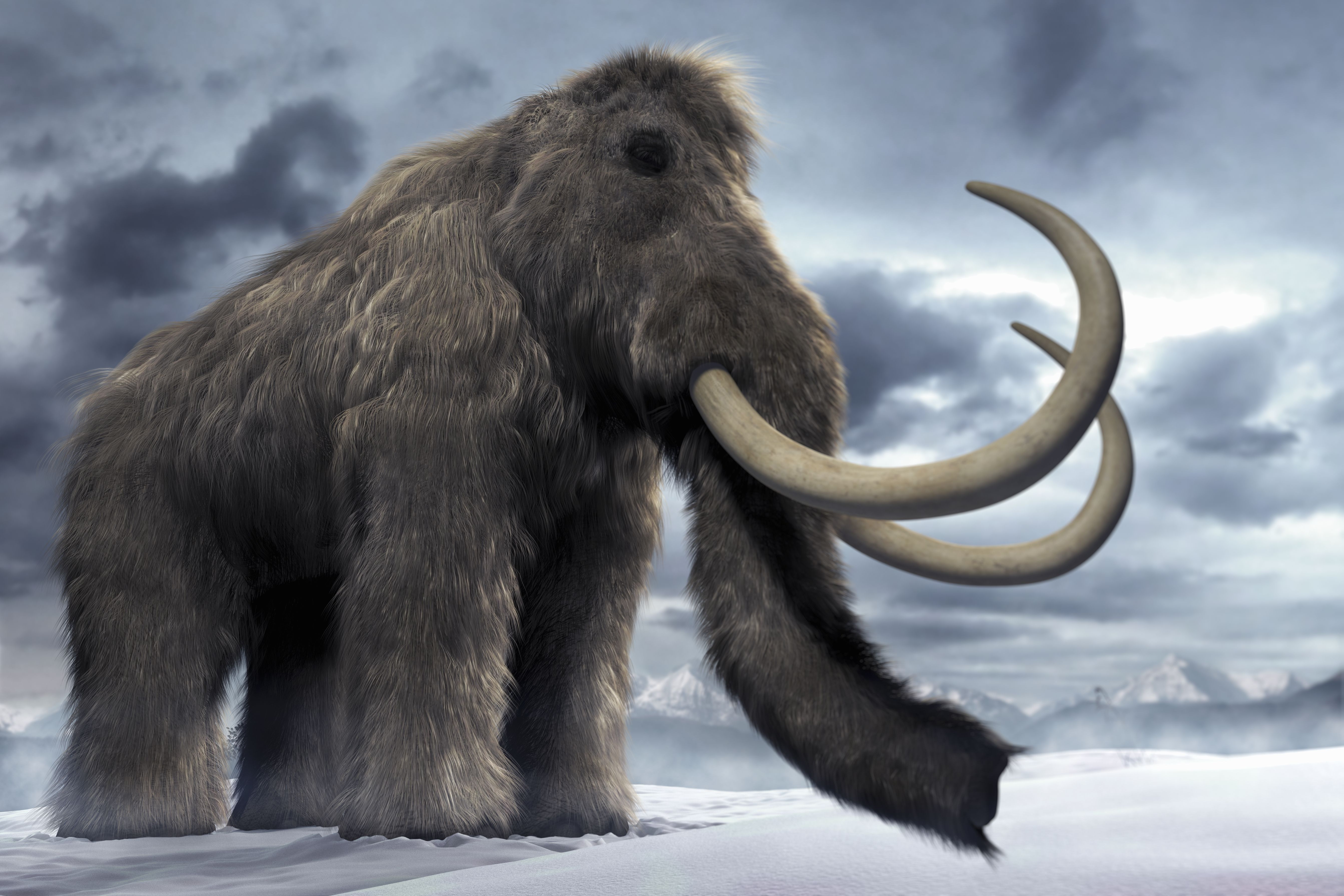 Amazing Woolly Mammoth Pictures & Backgrounds