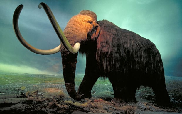 Woolly Mammoth #16
