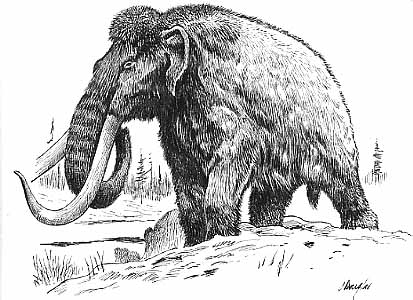 Woolly Mammoth #23