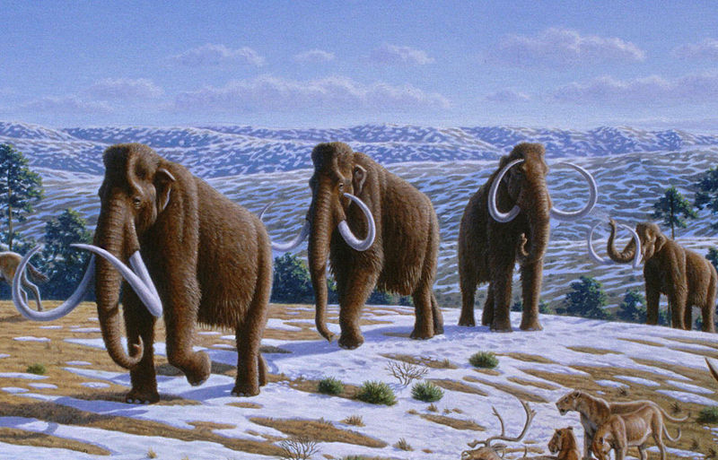 Woolly Mammoth Pics, Animal Collection
