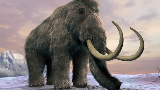 Nice Images Collection: Woolly Mammoth Desktop Wallpapers