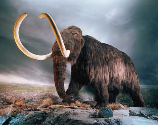 Woolly Mammoth #14