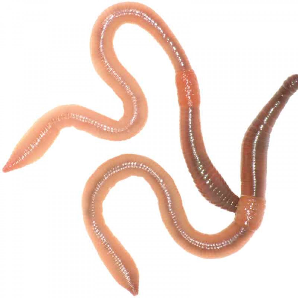 Worms #24