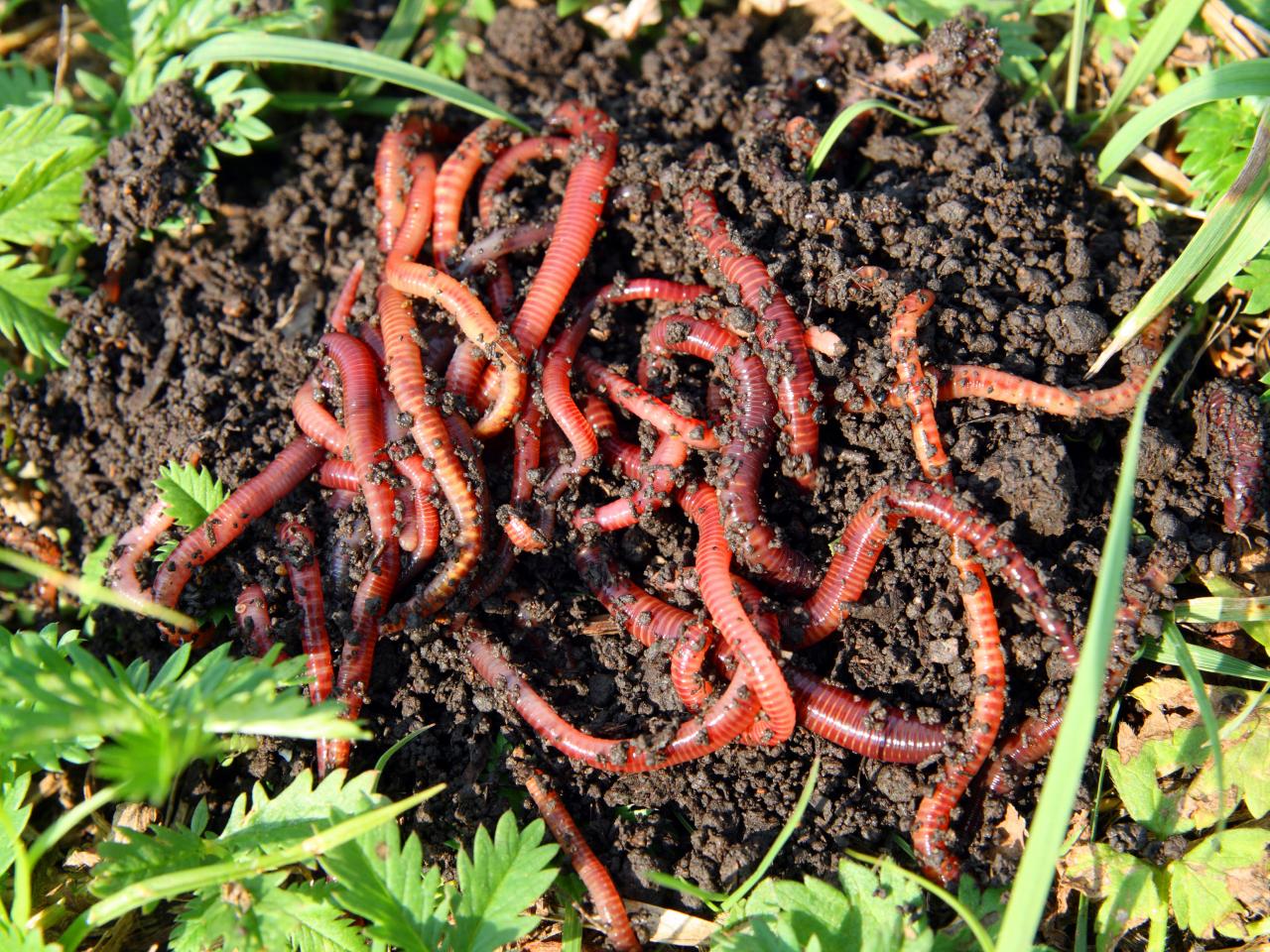 Amazing Worms Pictures & Backgrounds