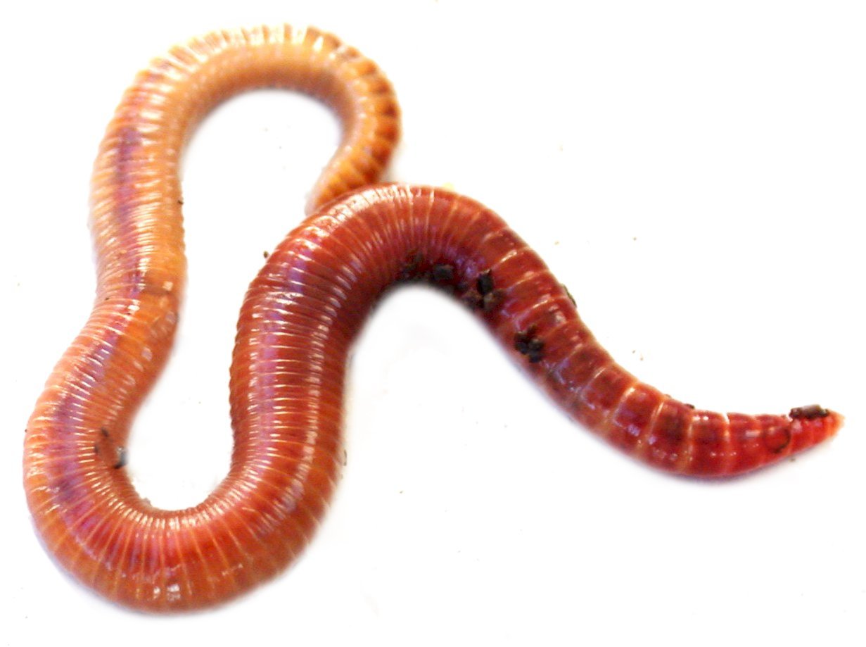 Worms #25