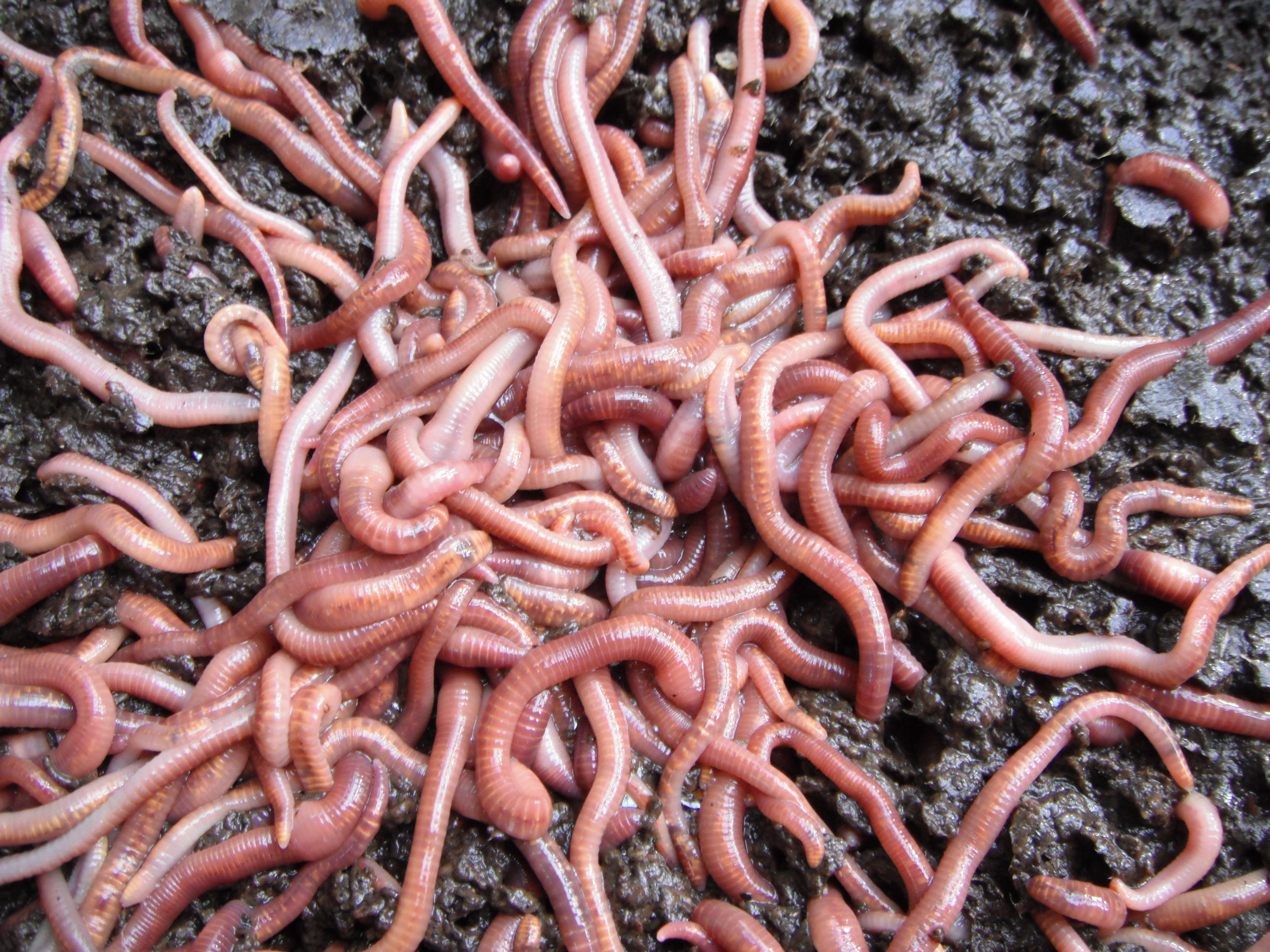 Worms #23