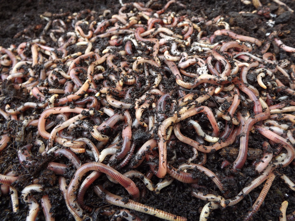 Worms #20
