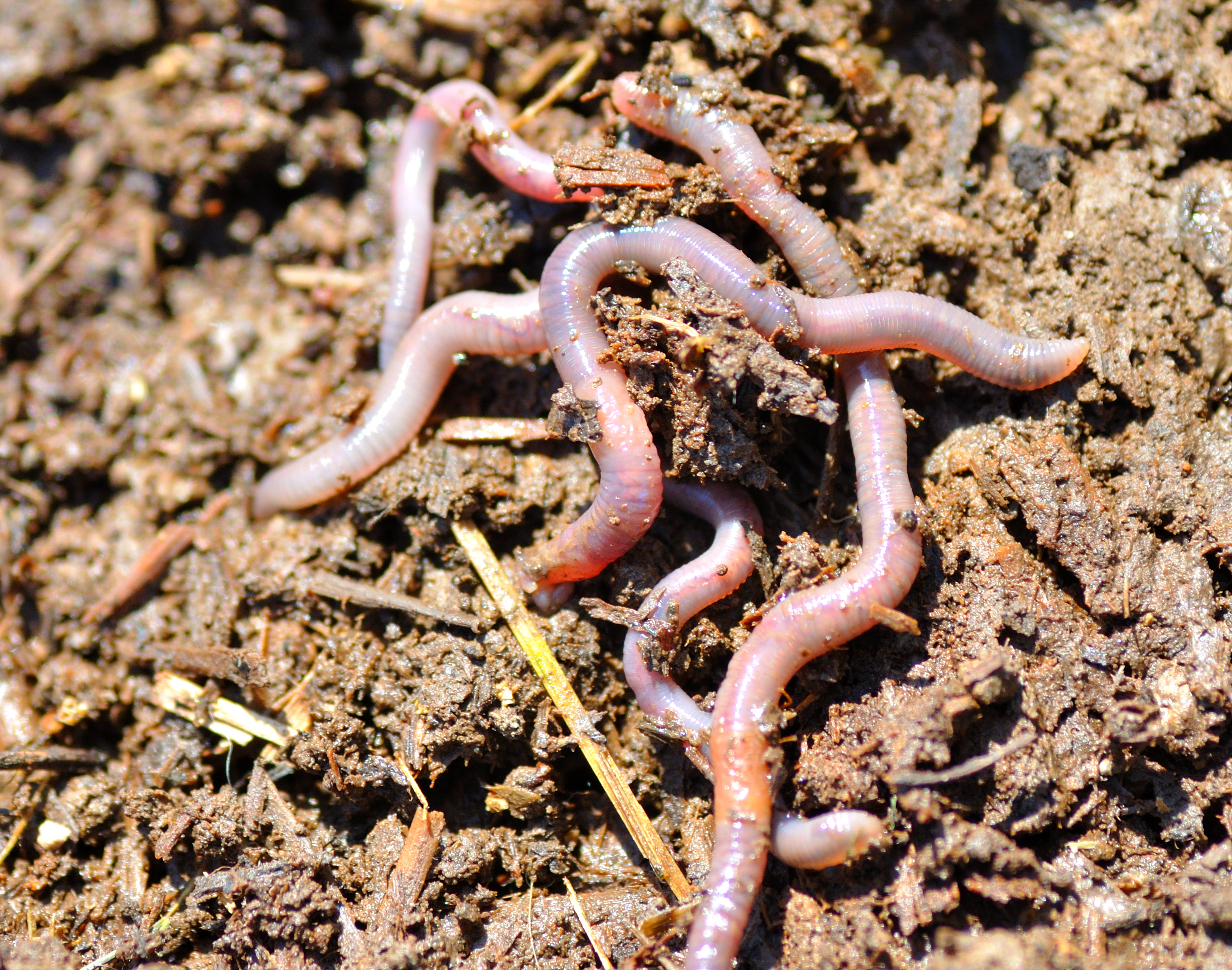 Worms #18