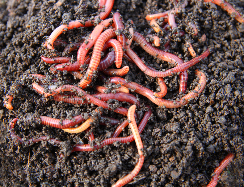 Worms #16