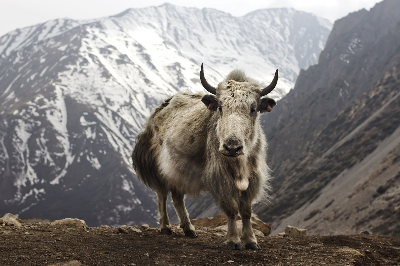 Yak Backgrounds on Wallpapers Vista