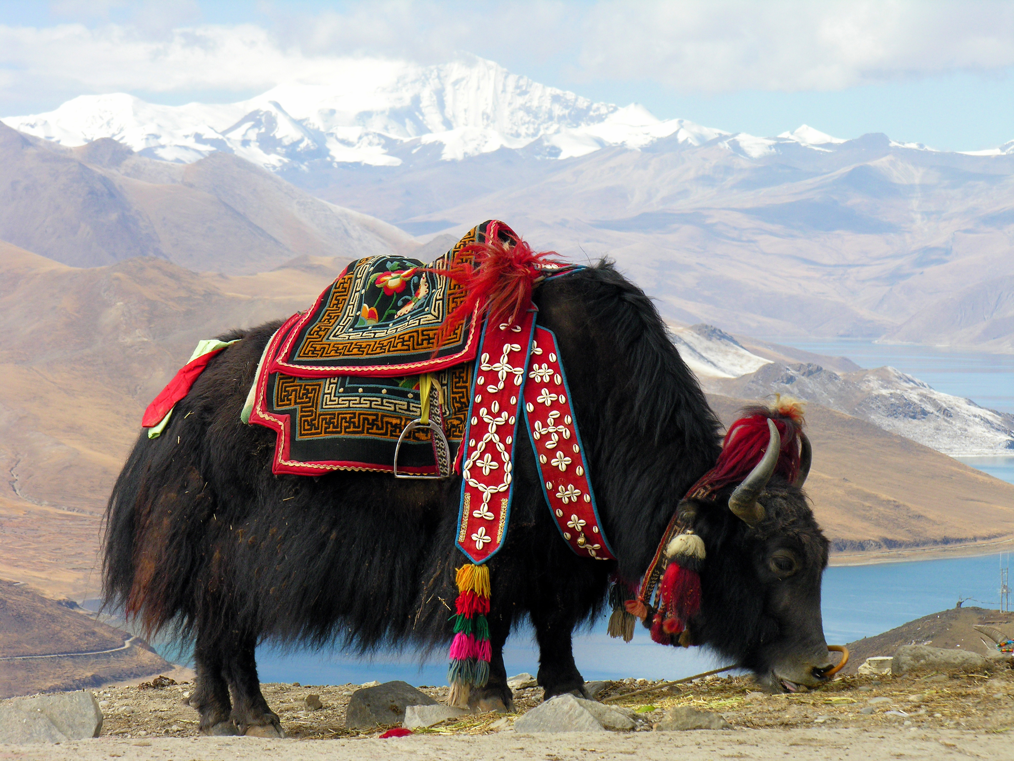 Nice Images Collection: Yak Desktop Wallpapers
