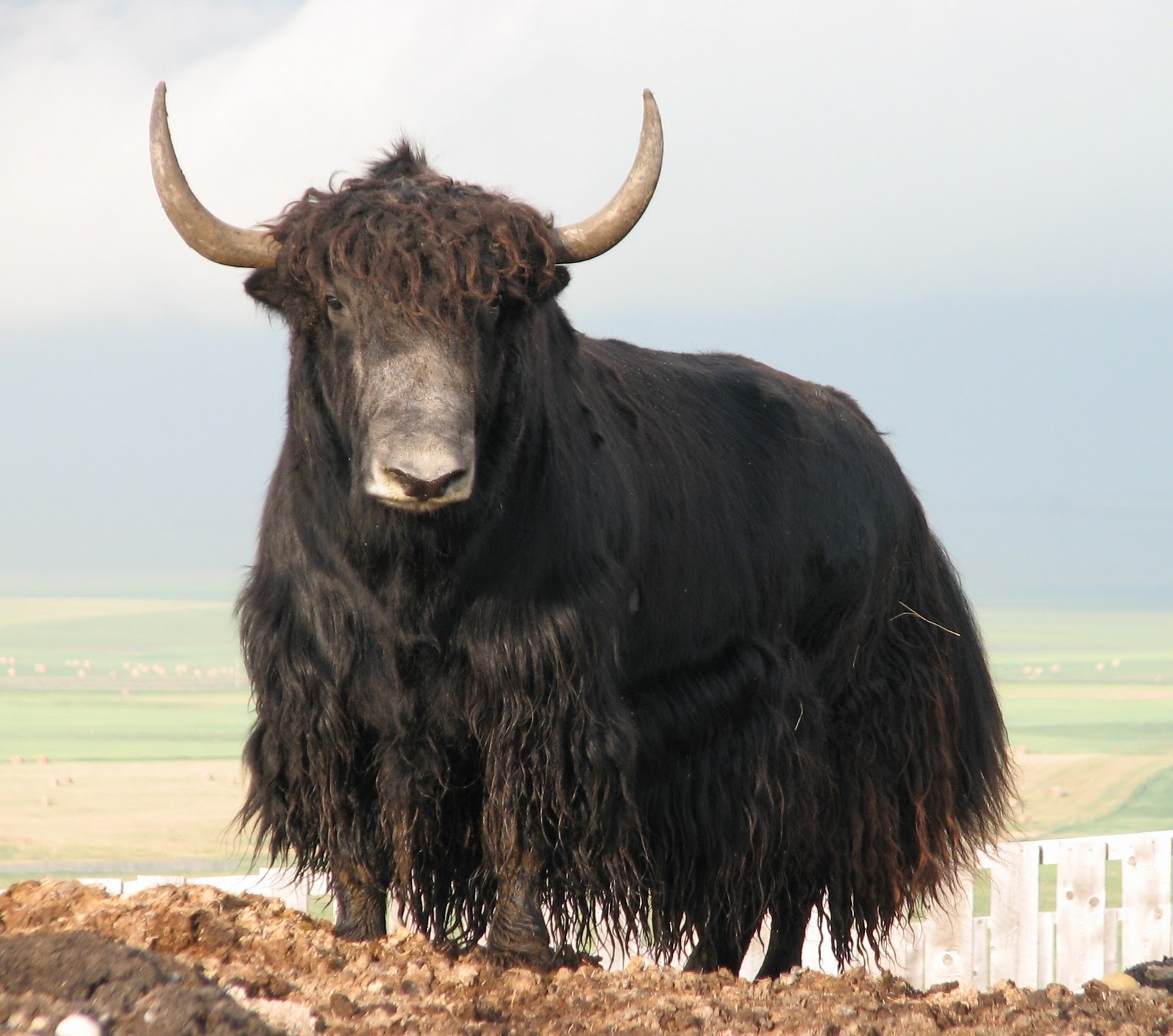 Amazing Yak Pictures & Backgrounds