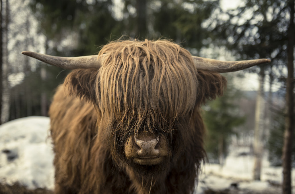 Amazing Yak Pictures & Backgrounds