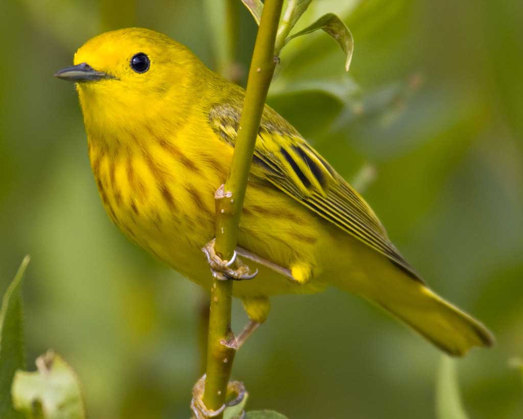 Nice Images Collection: Yellow Warbler Desktop Wallpapers