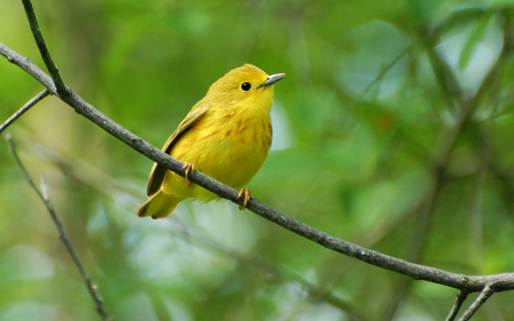 Yellow Warbler #7