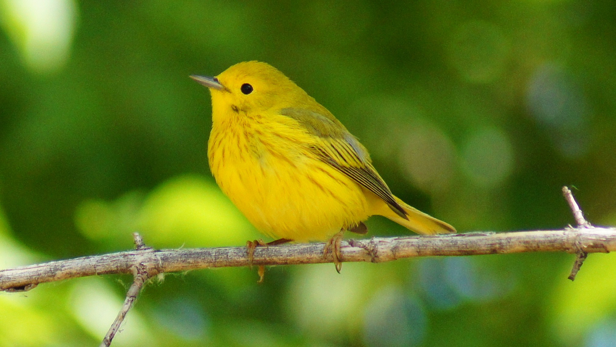 Yellow Warbler Backgrounds on Wallpapers Vista