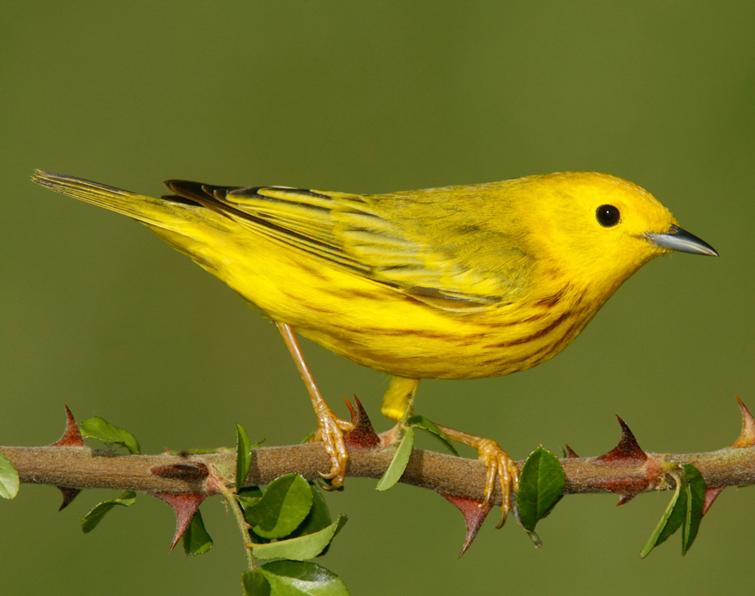 Nice wallpapers Yellow Warbler 755x596px