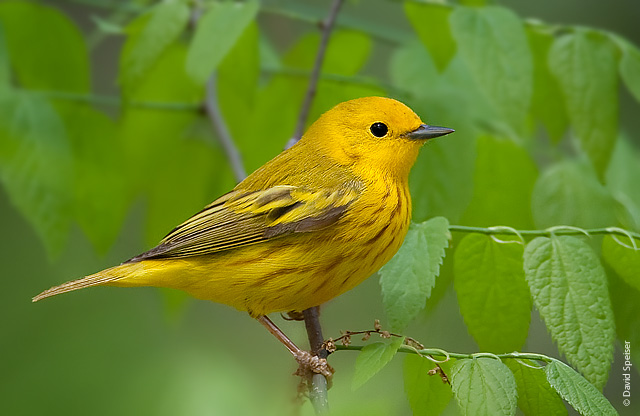 Nice wallpapers Yellow Warbler 640x416px