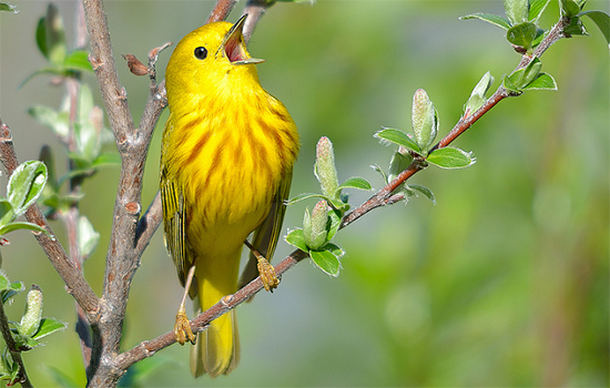 Yellow Warbler Pics, Animal Collection