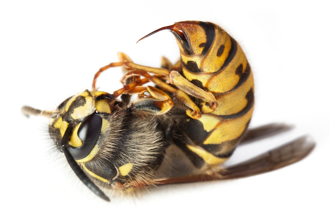 Yellowjacket Backgrounds, Compatible - PC, Mobile, Gadgets| 1280x853 px