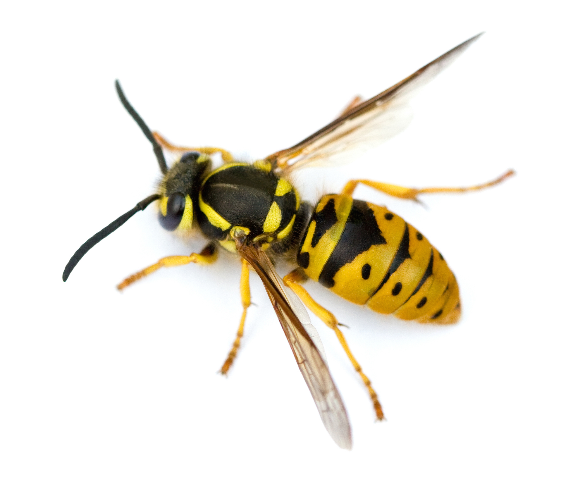 Nice Images Collection: Yellowjacket Desktop Wallpapers
