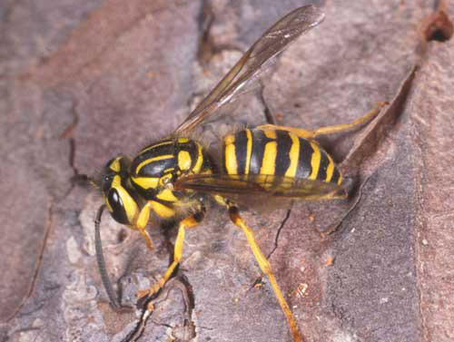 Yellowjacket Backgrounds, Compatible - PC, Mobile, Gadgets| 500x377 px