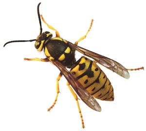 Nice wallpapers Yellowjacket 300x271px