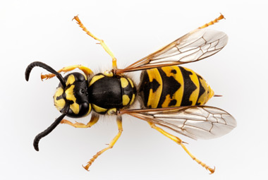 Yellowjacket High Quality Background on Wallpapers Vista