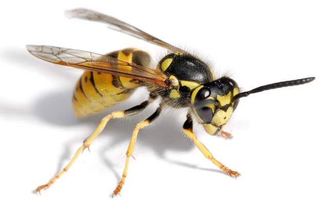 Yellowjacket Backgrounds, Compatible - PC, Mobile, Gadgets| 620x415 px