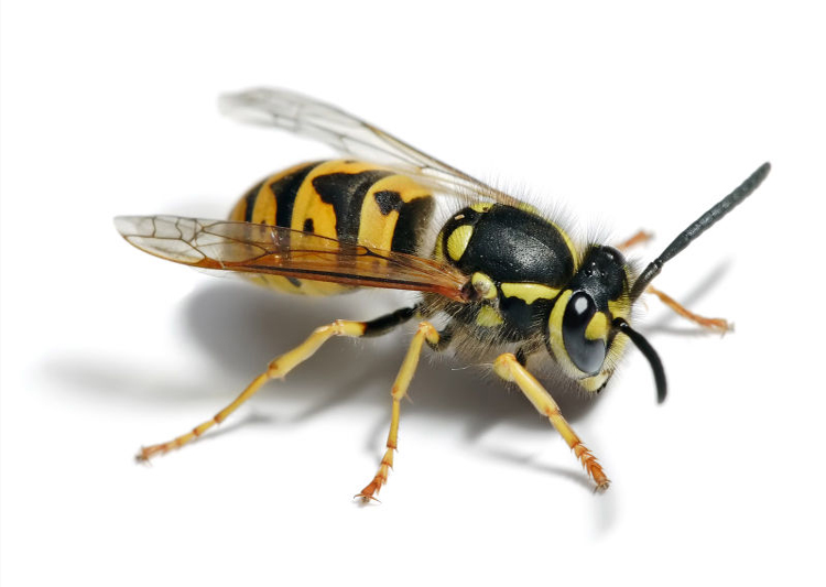 Nice wallpapers Yellowjacket 750x533px