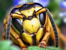 Nice wallpapers Yellowjacket 220x165px
