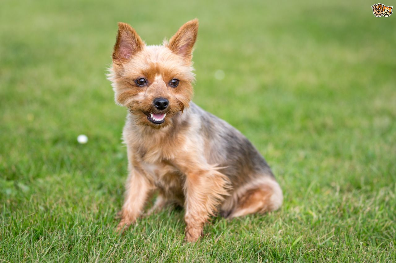 Yorkshire Terrier High Quality Background on Wallpapers Vista