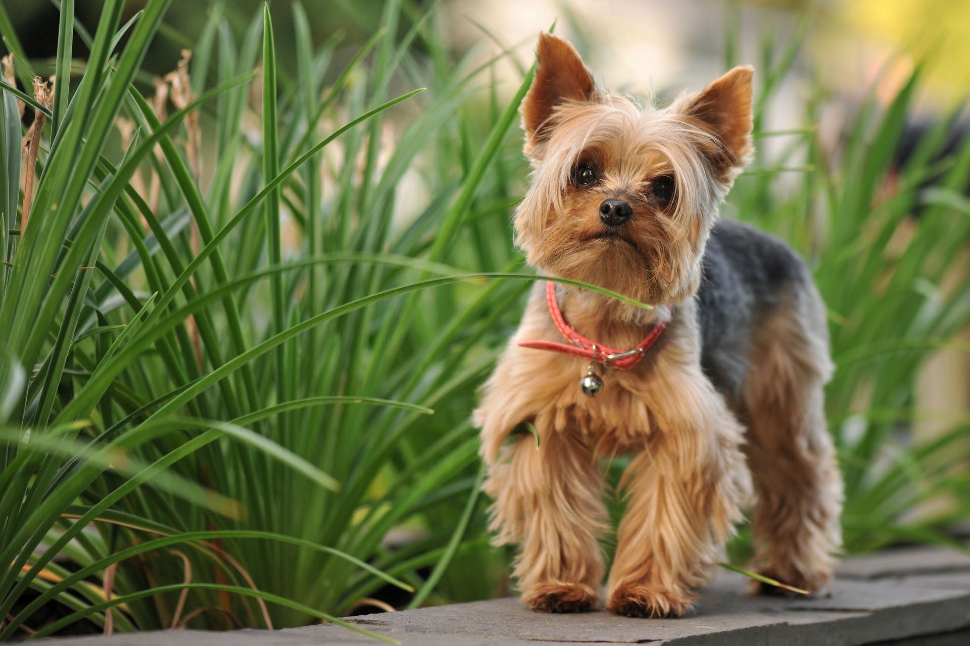 Yorkshire Terrier High Quality Background on Wallpapers Vista