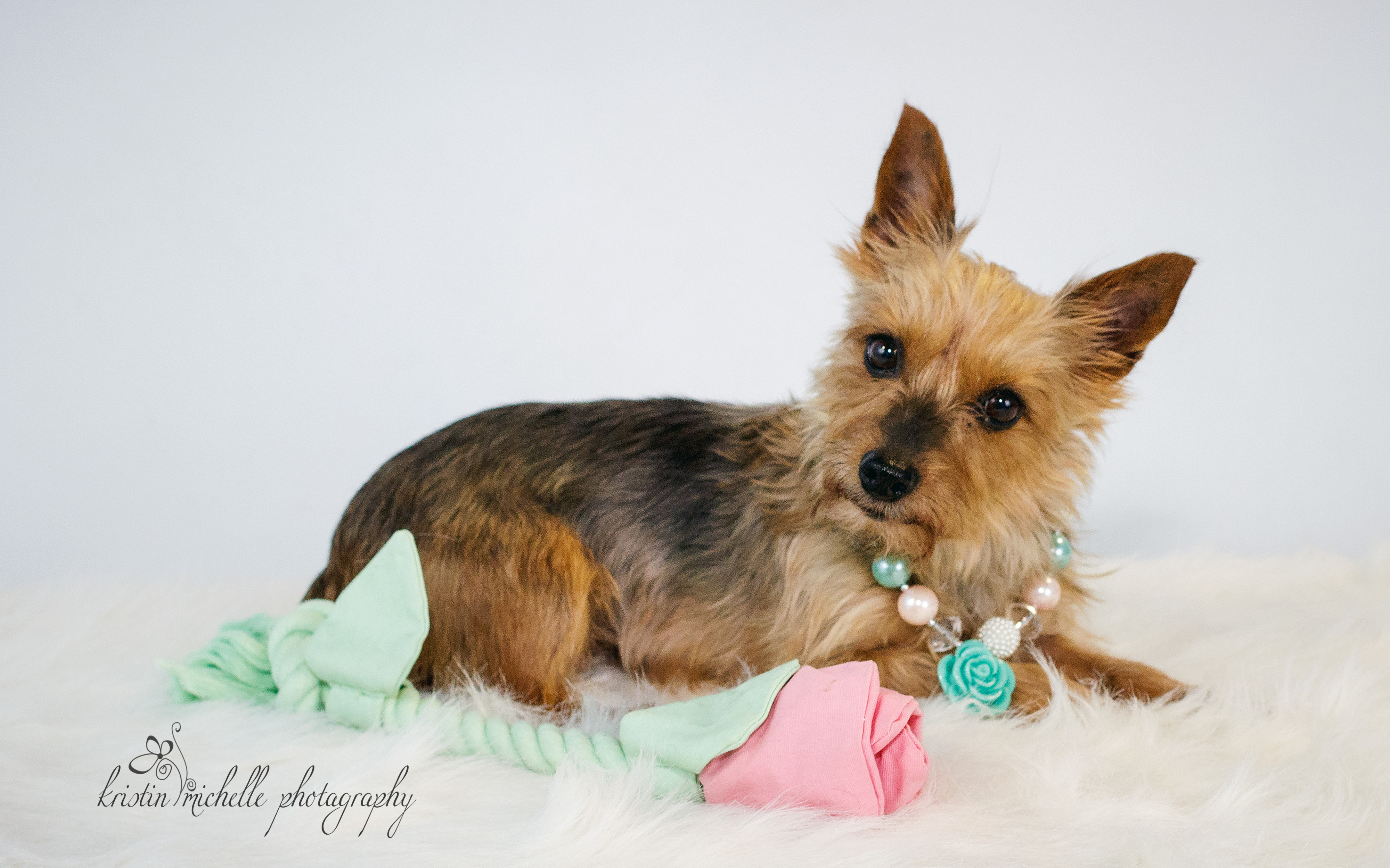 Yorkshire Terrier Pics, Animal Collection