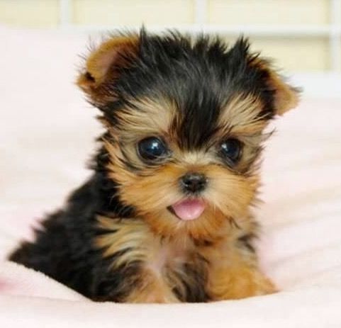 Images of Yorkshire Terrier | 481x463