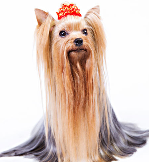 Amazing Yorkshire Terrier Pictures & Backgrounds