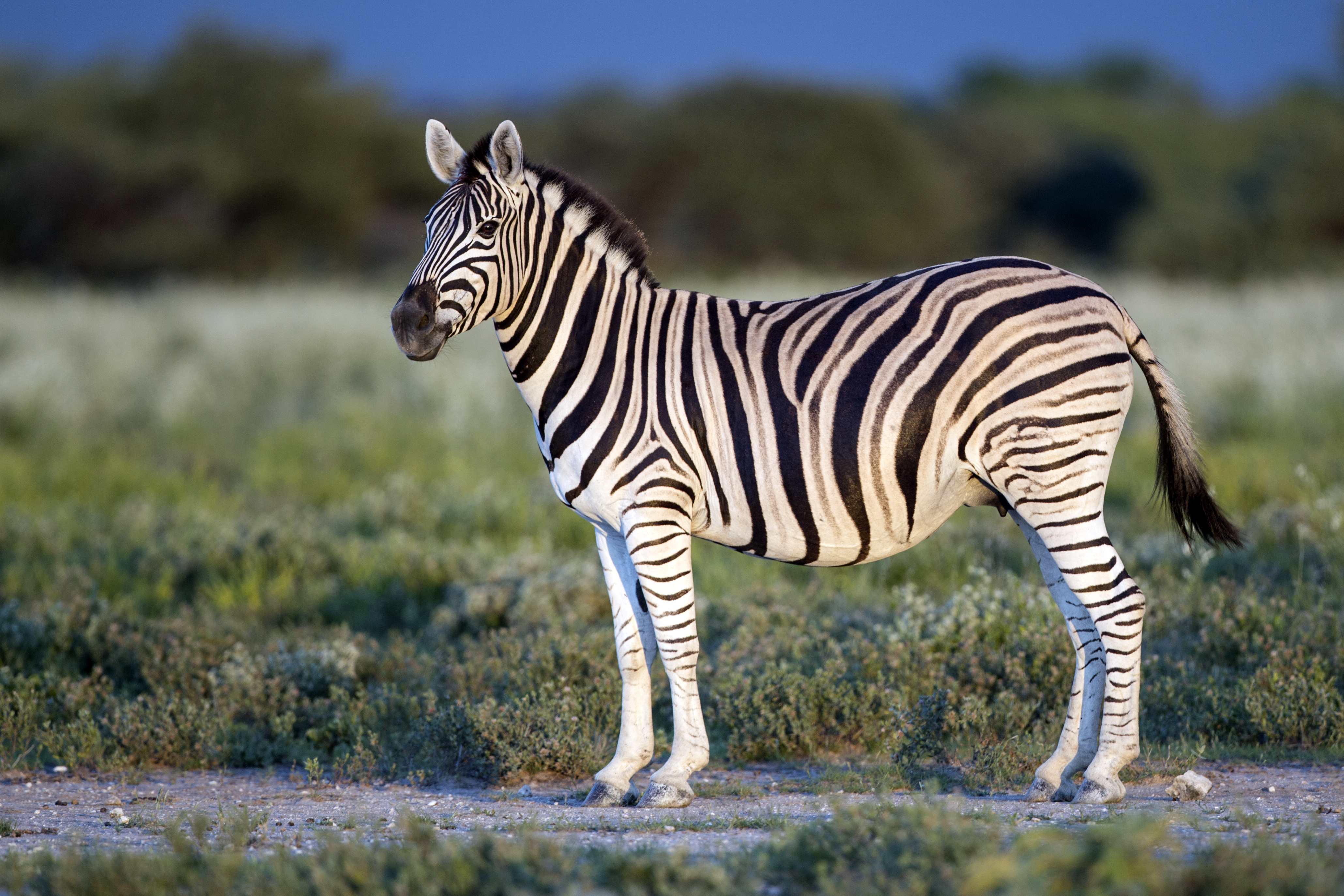 Zebra #9