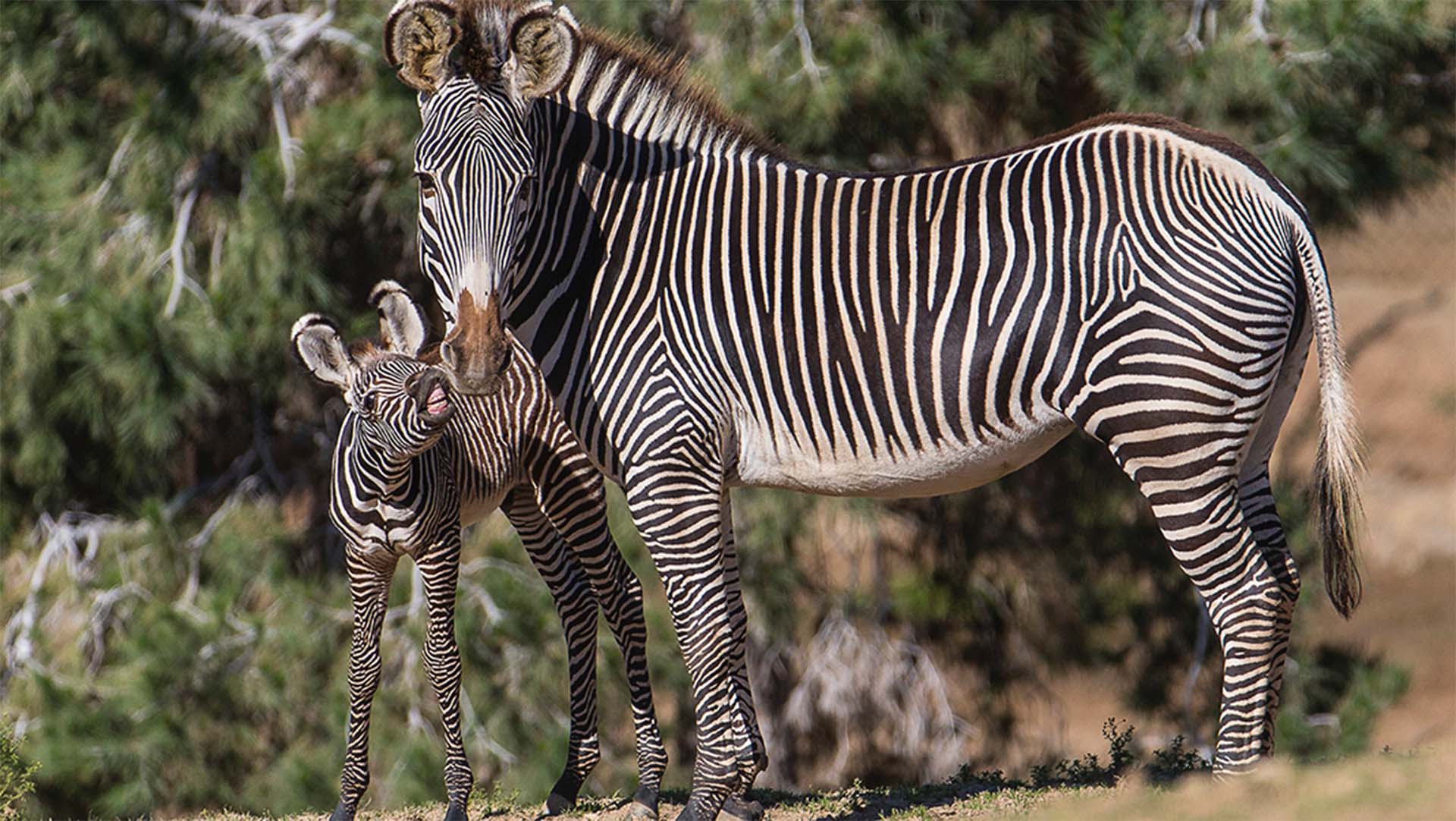 Amazing Zebra Pictures & Backgrounds