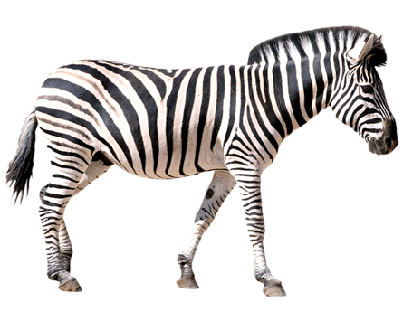 Zebra #17