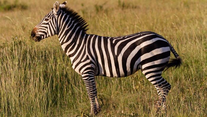 Zebra #18