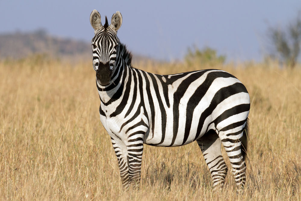 Zebra #12