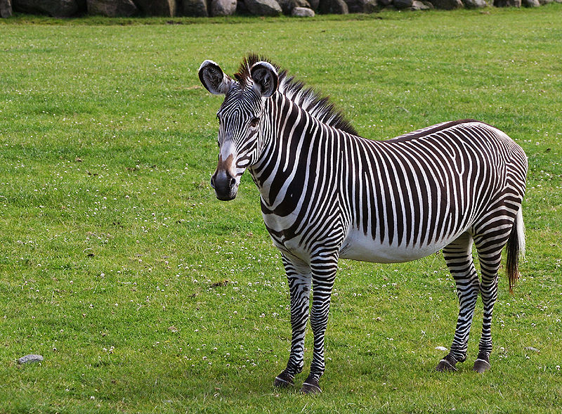 Zebra #19