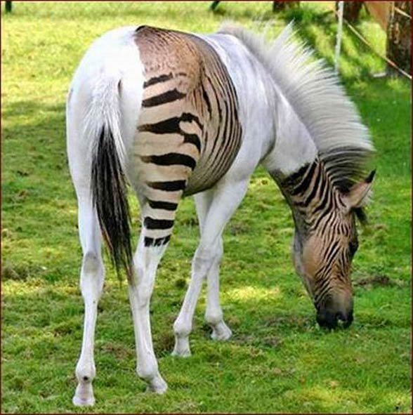 Zebroid High Quality Background on Wallpapers Vista