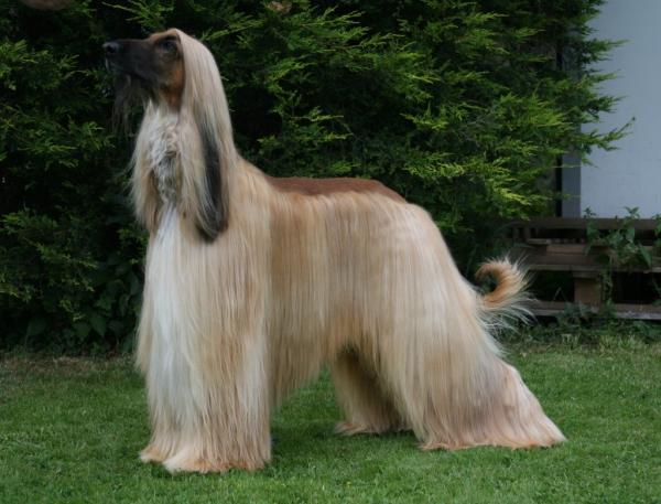 preview Afghan Hound