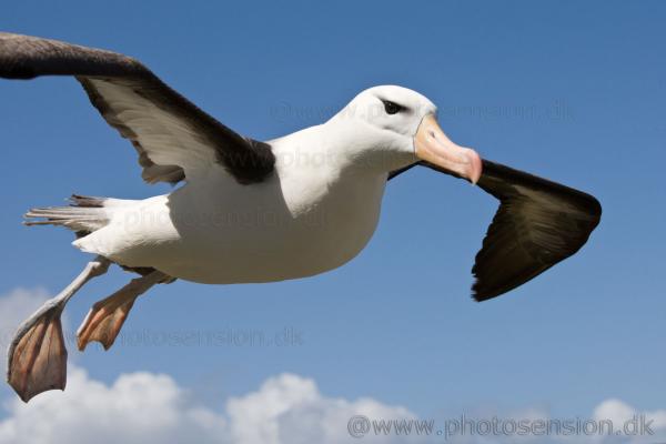 preview Albatross