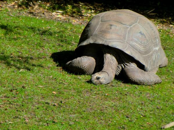 preview Aldabra Giant Tortoise