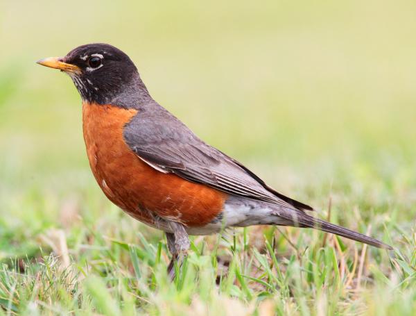 preview American Robin